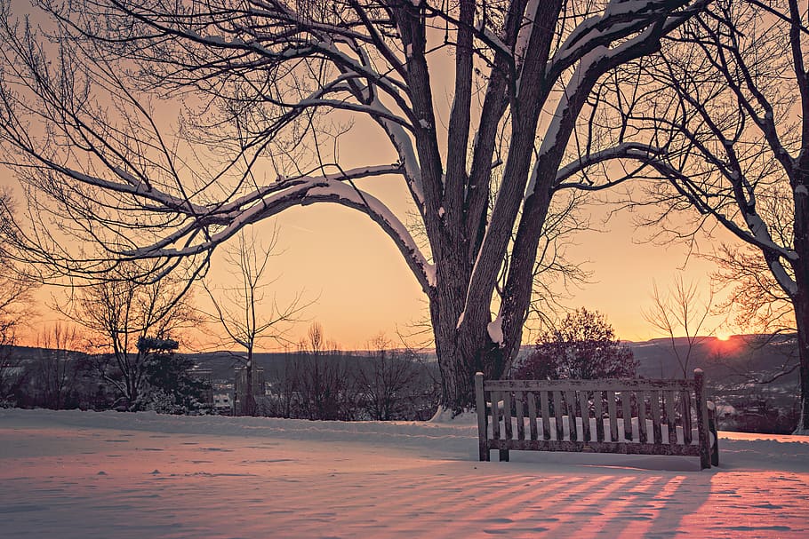 Brown Wooden Fence, branches, dawn, snow, sunrise, sunset, tree HD wallpaper