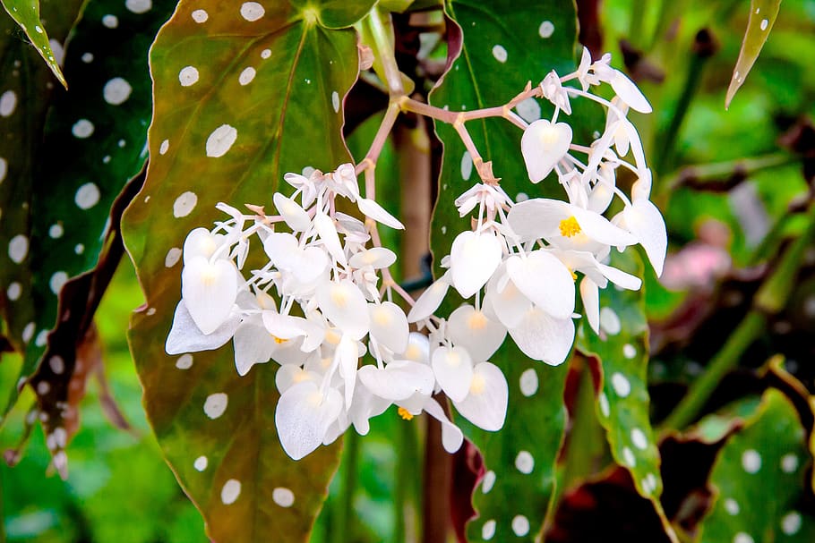 flower, white, garden, romantic, nature, bloom, summer, romance HD wallpaper
