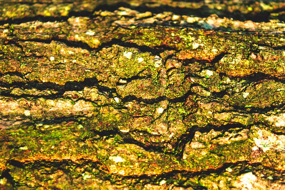 wood, texture, bark, tree, cold, winter, saturated, green, backgrounds HD wallpaper