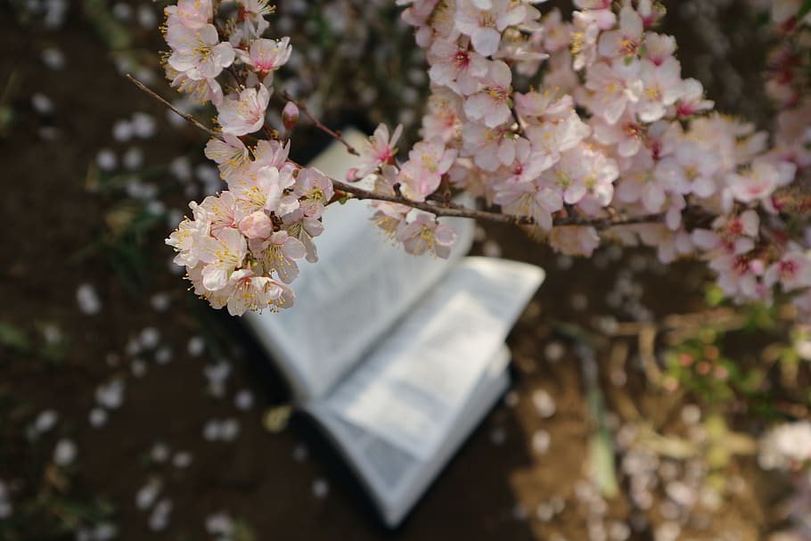 cherry blossom flowers, flowering plant, beauty in nature, freshness HD wallpaper