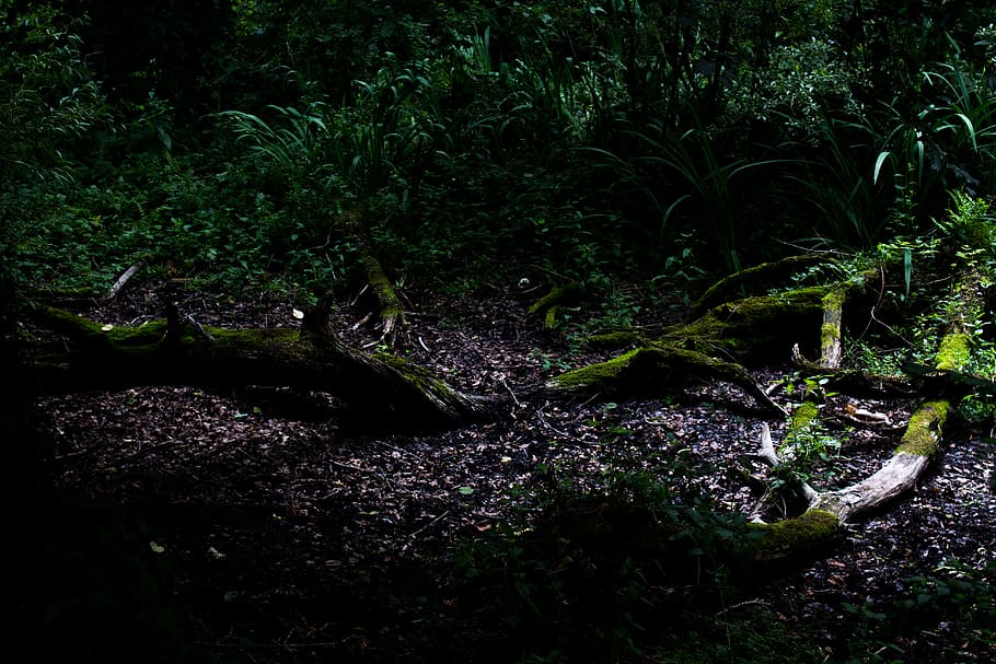 forest, wood, nature, plant, growth, tree, no people, land HD wallpaper