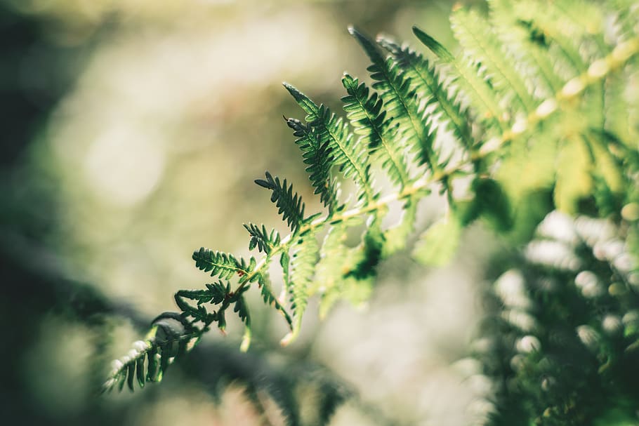 green leafed plant, fern, flora, tree, conifer, trévou-tréguignec HD wallpaper