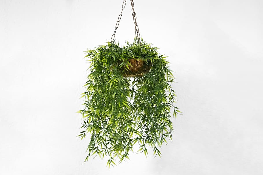 wall, plant, orchids, hanging, plants, white, pot, decor, outdoor HD wallpaper