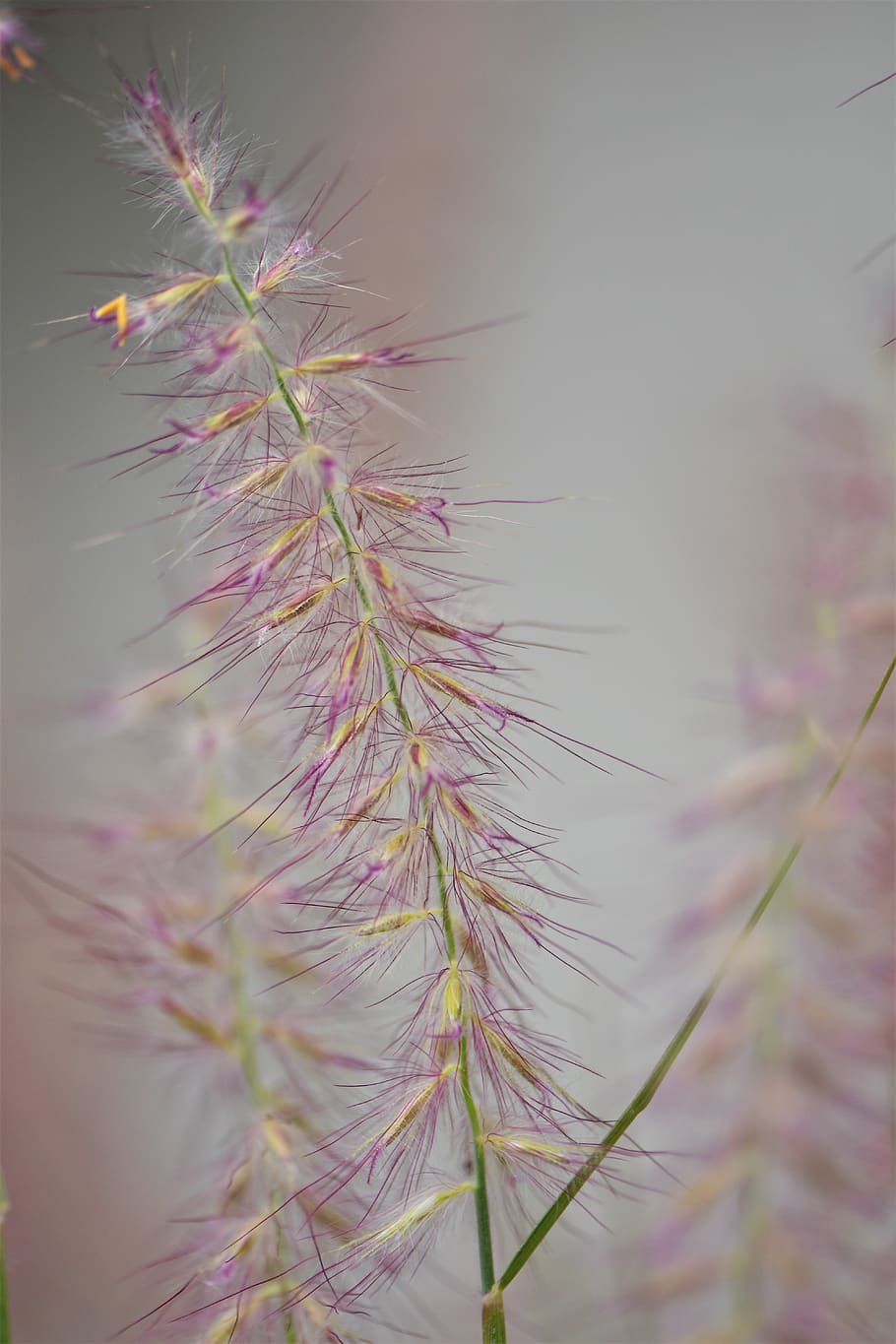 grasses, plant, nature, meadow, green, blade of grass, close up