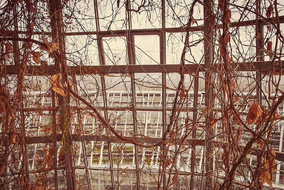 construction, scaffolding, animal, bird, window, building, architecture HD wallpaper