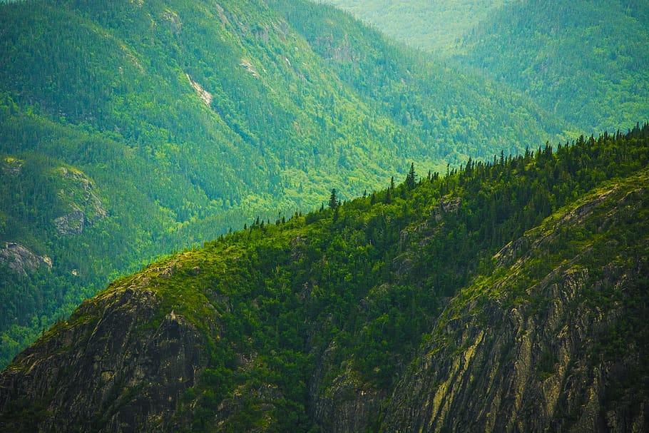 mountain cover with trees, plant, scenics - nature, beauty in nature HD wallpaper