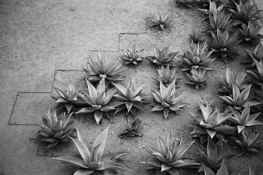 mexico, oaxaca, abstract, wallpaper, agaves, patio, plant, spikes, HD wallpaper