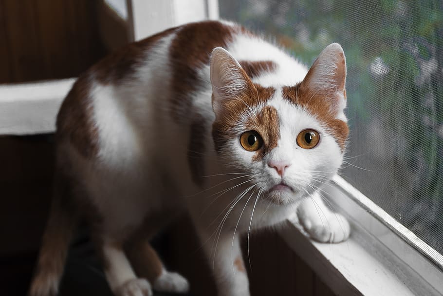Orange And White Cat On Window, adorable, animal, cute, domestic animal HD wallpaper