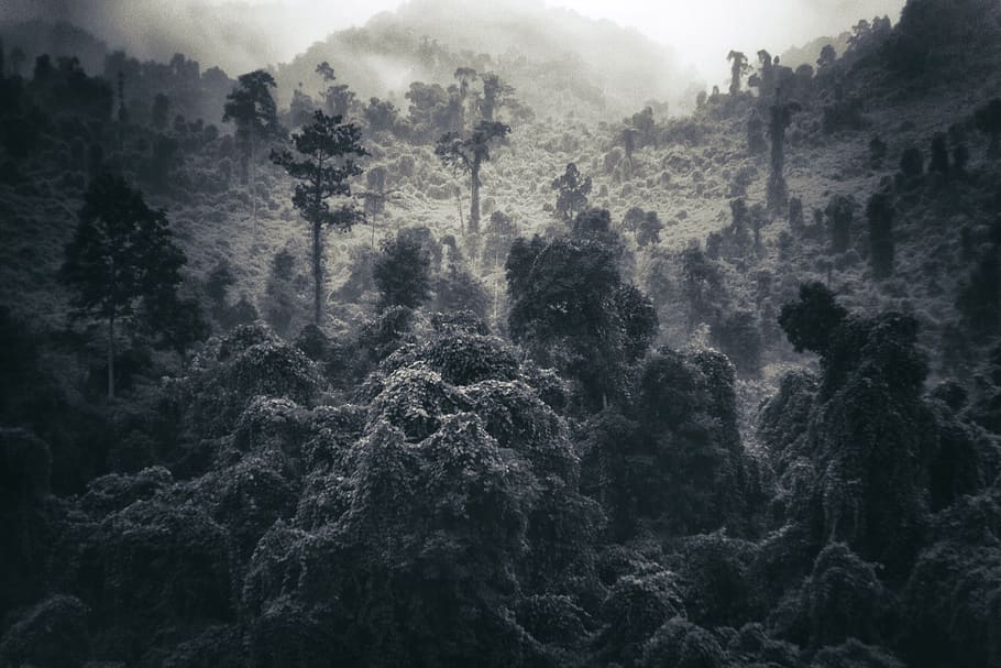 black trees, nature, outdoors, weather, fog, forest, vegetation HD wallpaper
