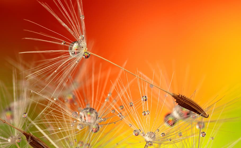 Macro Photography of White Dandelion Flower Seed Heads, blur HD wallpaper