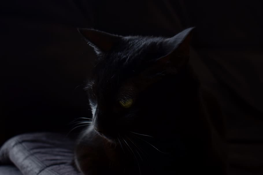 cat, pet, black, love, one animal, black background, mammal HD wallpaper