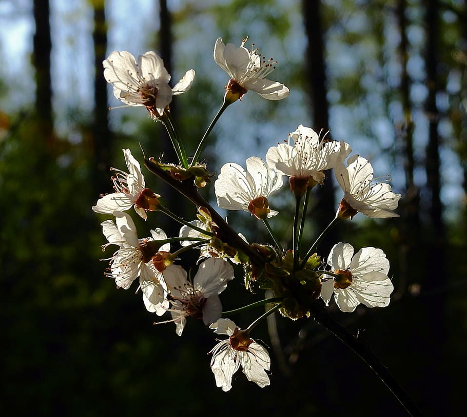 flowering, flowers, branch, spring, flowering plant, fragility HD wallpaper