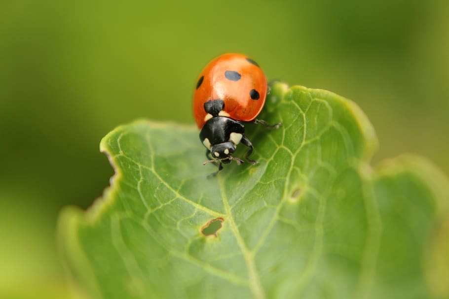 ladybug, green, insect, red, macro, leaf, foliage, happiness HD wallpaper