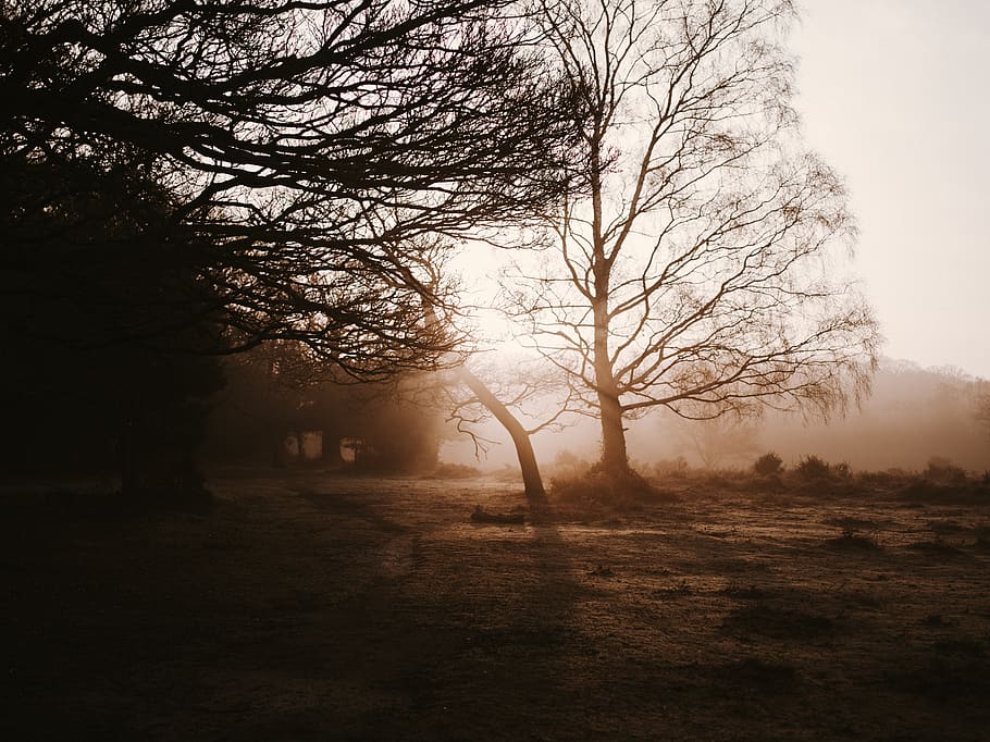 leafless trees, nature, light, flare, outdoors, weather, sunlight HD wallpaper