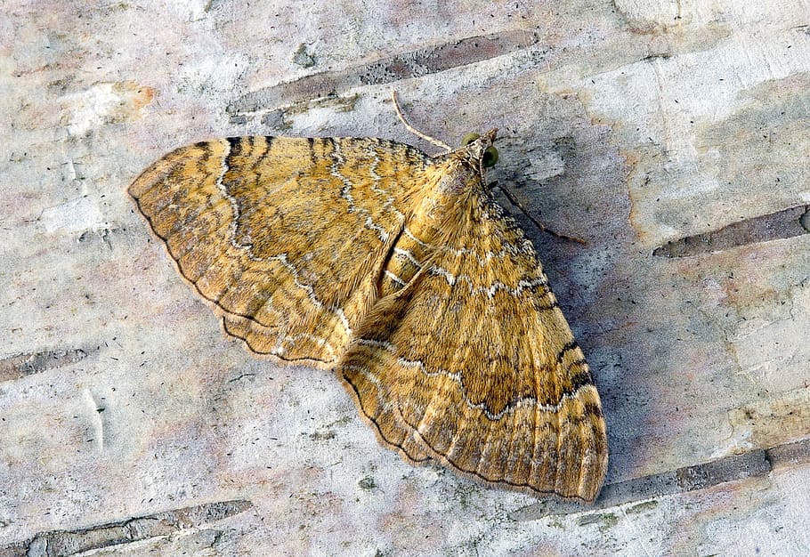 moth, yellow-shell, wings, pattern, summer, nature, entomology HD wallpaper