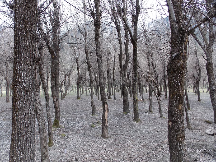 woods during day time, nature, forest, tree, trees, vegetation HD wallpaper