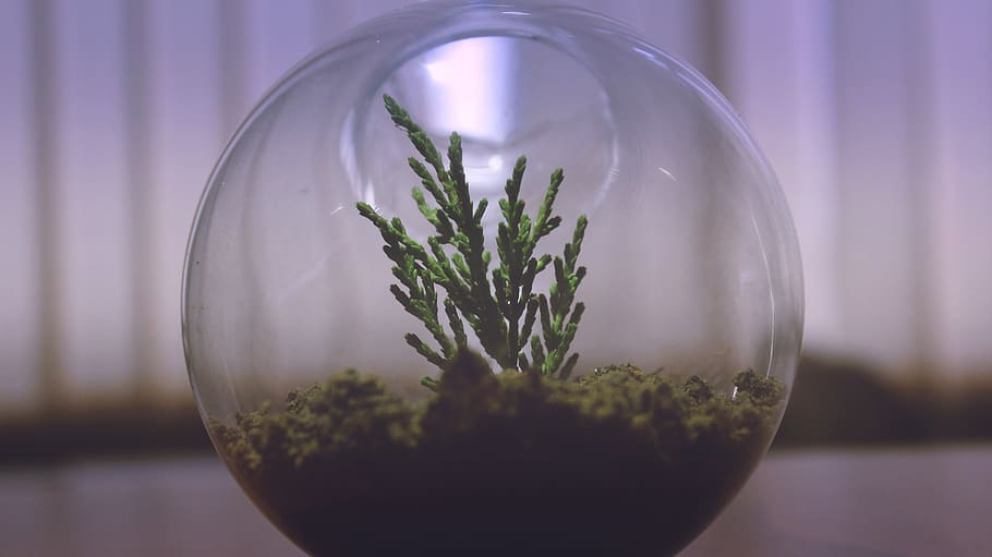Green Grass on Bowl, glass, plant, glass - material, transparent HD wallpaper