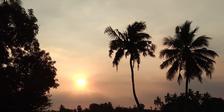 tree, sky, sunset, silhouette, beauty in nature, palm tree HD wallpaper