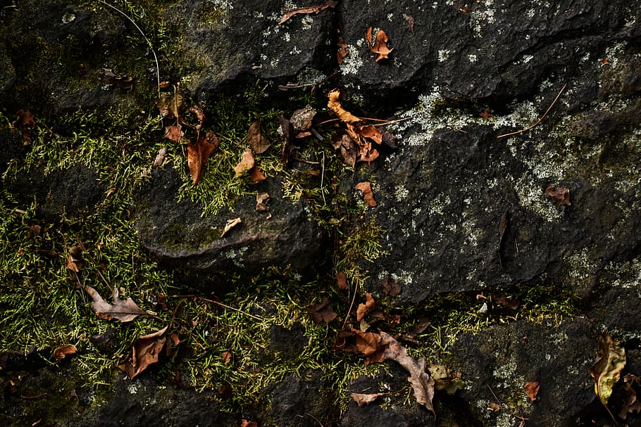 nature, fa;;, rocks, moss, leaves, texture, plant, plant part HD wallpaper