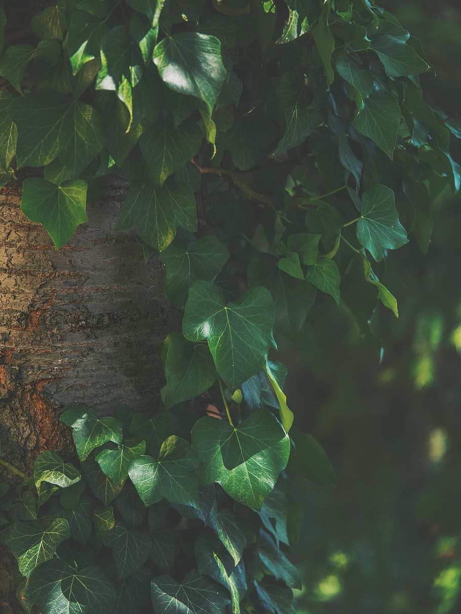 foliage, tree, bokeh, bark, leaves, leaf, plant part, growth HD wallpaper