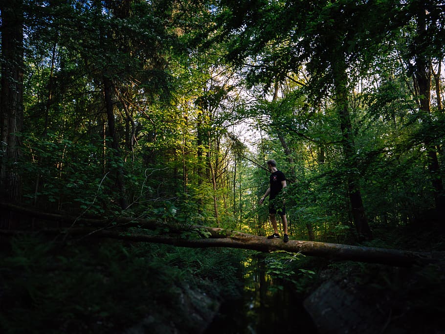 Man on Tree Trunk, dawn, environment, fall, green, landscape HD wallpaper