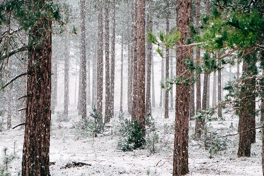 tall pine trees covered with snow during winter, plant, tree trunk HD wallpaper