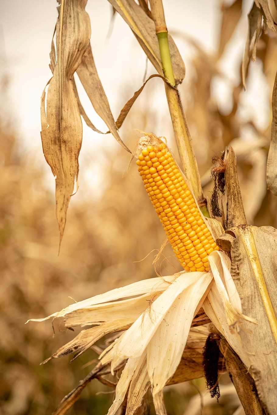 corn, ripe, yellow, crop, close-up, plant, focus on foreground HD wallpaper