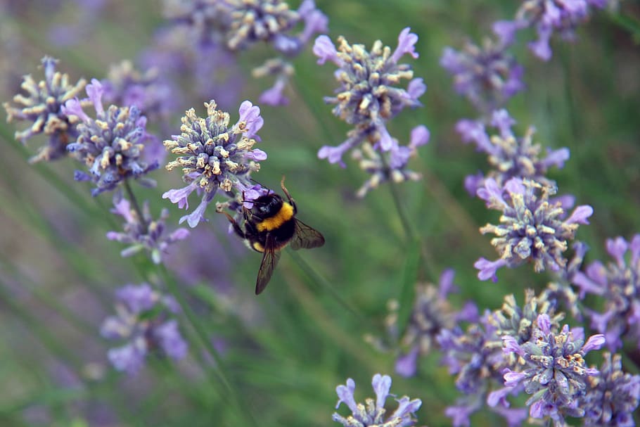 summer, hummel, insect, flowers, sprinkle, purple, green, nature HD wallpaper