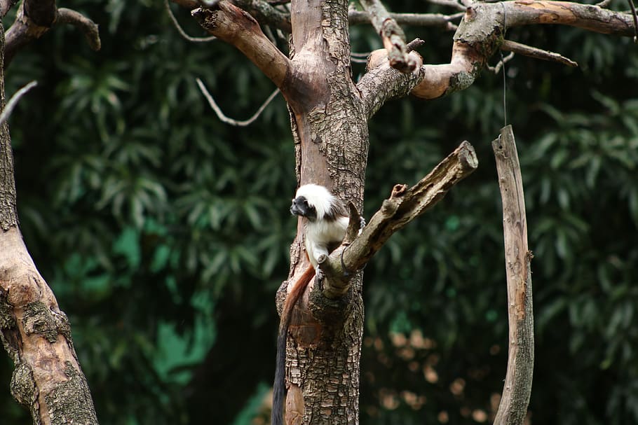 tree, primate, mono, nature, wild, animal wildlife, animal themes HD wallpaper
