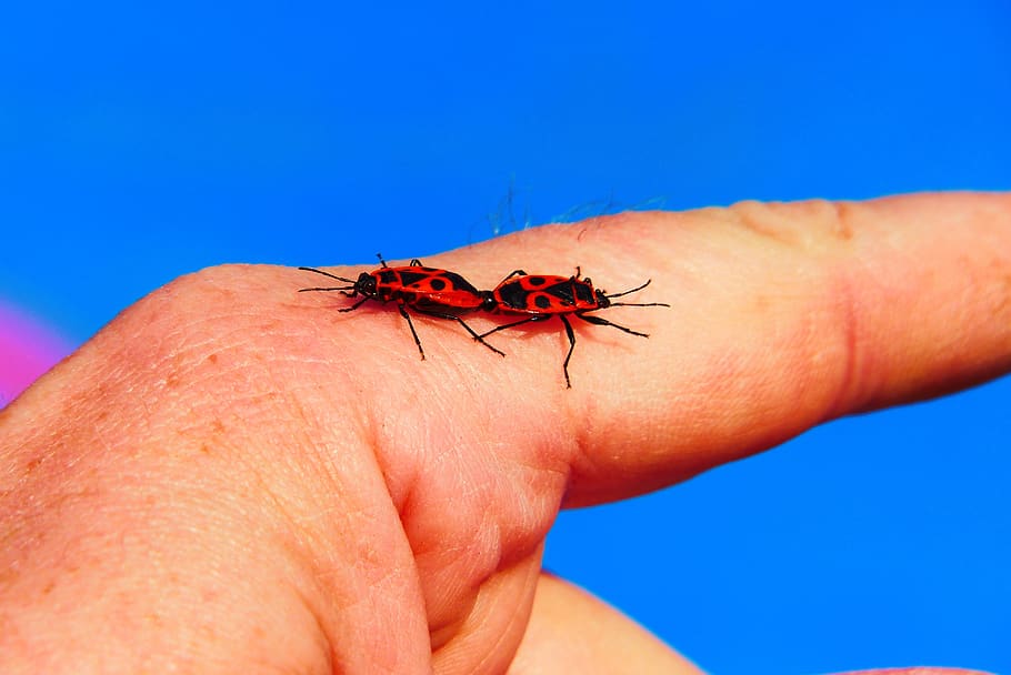 blacksmiths wingless, copulation, hand, insects, bugs, animals HD wallpaper