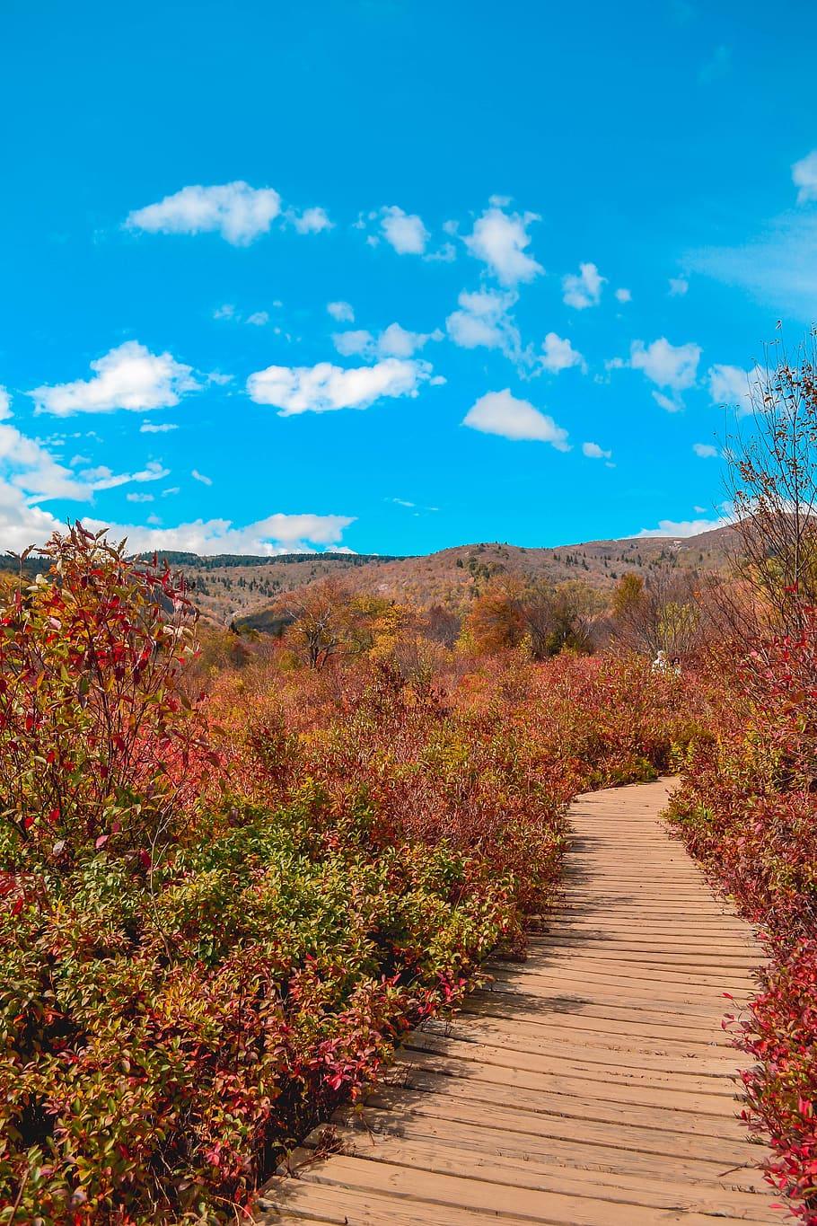 united states, canton, graveyard fields loop trail, forest HD wallpaper