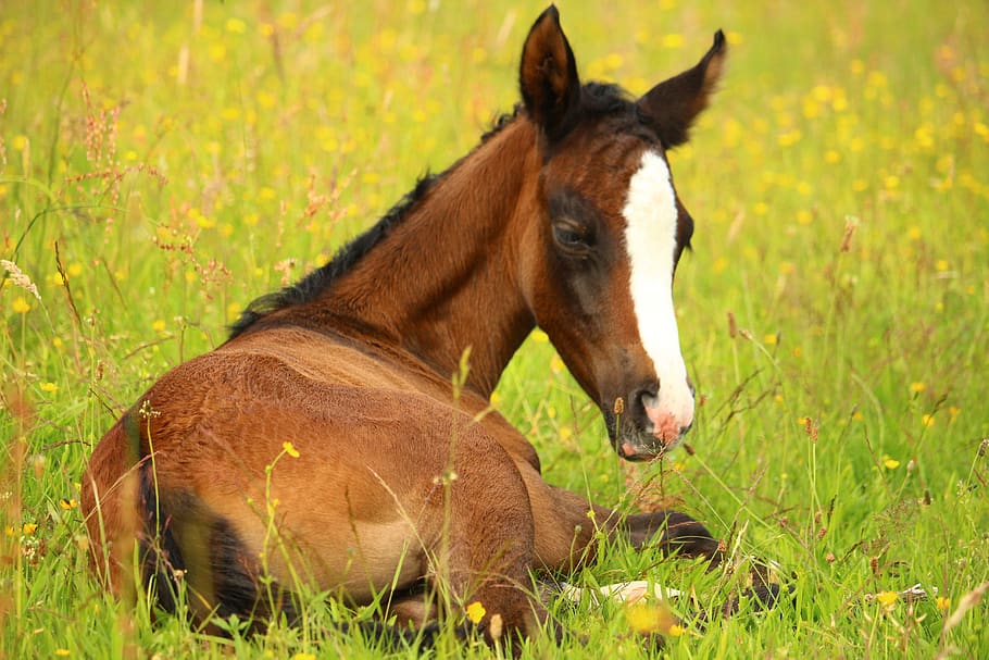 Brown Horse, animal, equine, farm, field, Foal, grass, grassland, HD wallpaper