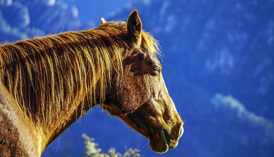 horse, equine, head, mane, animal, stallion, tamed, male, mammal HD wallpaper