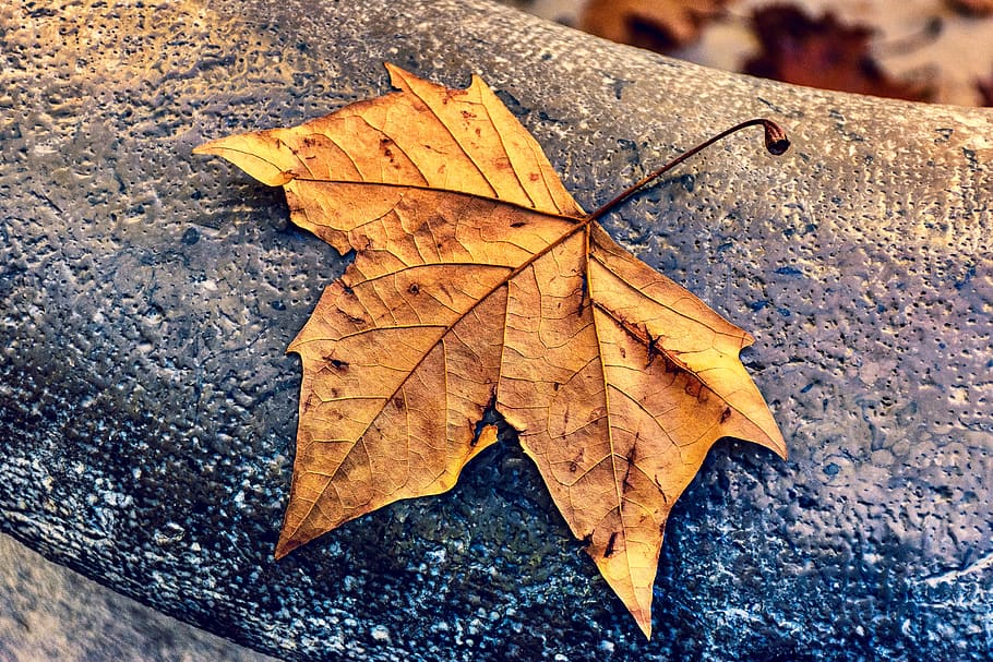 dead leaf, autumn, fall, foliage, mood, season, leaves, winter HD wallpaper