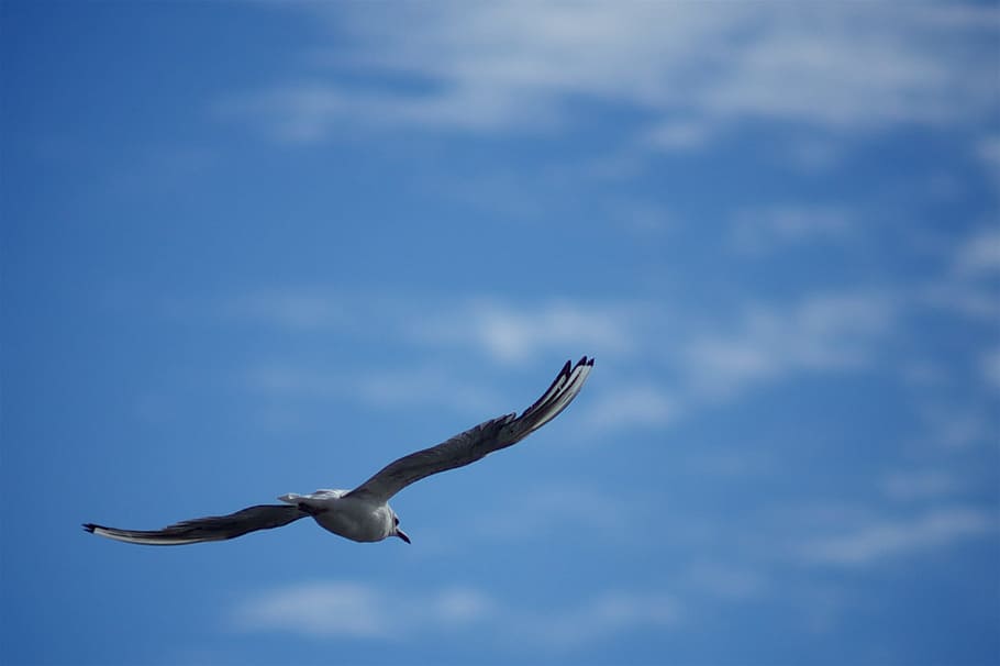 bird, fly, dom, sky, blue, wings, clouds, animal, flying, animal themes HD wallpaper