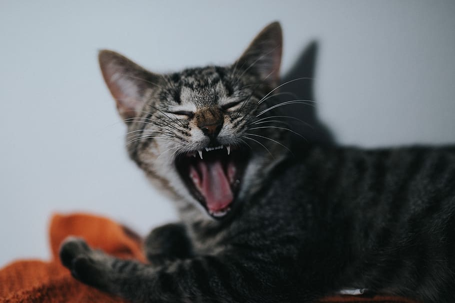 silver tabby cat yawning, mammal, pet, animal, mouth, lip, manx HD wallpaper