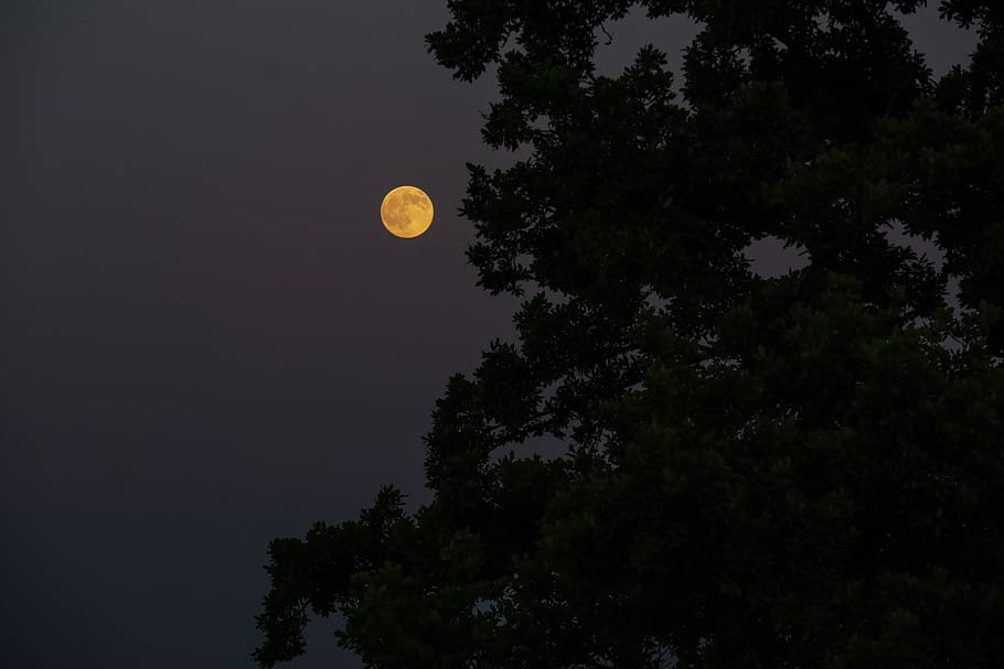 full moon, night, moonlight, tree, mystical, dark, sky, beauty in nature HD wallpaper