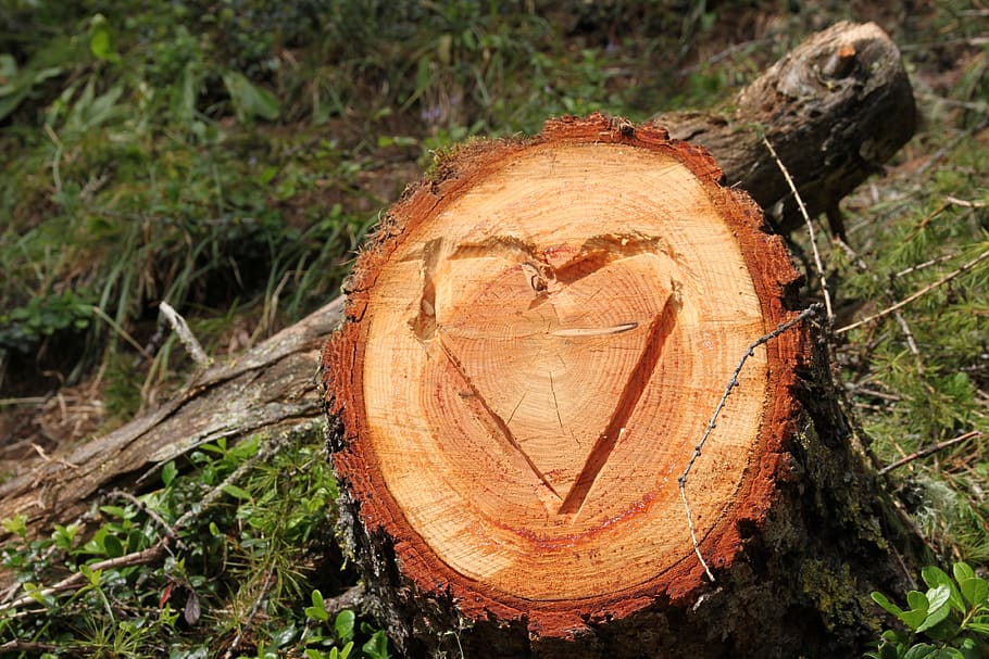 switzerland, davos, tree, tree stump, tree rings, heart, love HD wallpaper