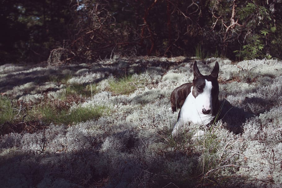 dog, forest, moss, mammal, animal themes, one animal, vertebrate HD wallpaper