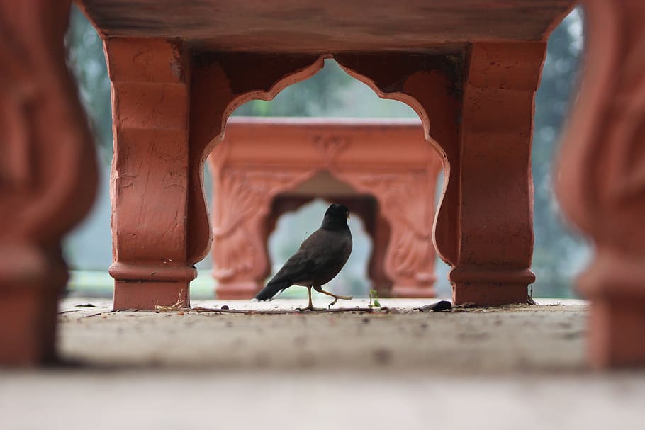 bird under bench during daytime, animal, crow, human, person HD wallpaper