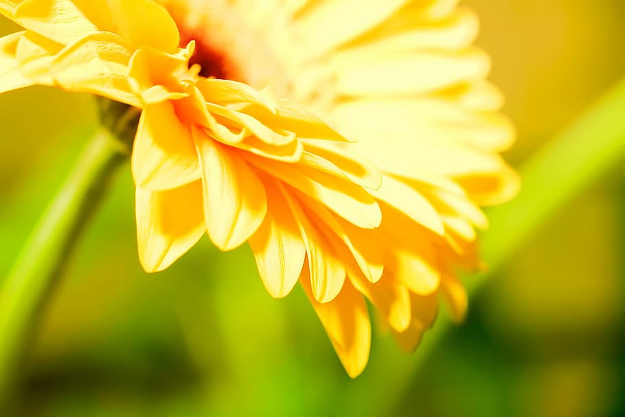 background, beautiful, blossom, botany, daisy, flora, flower HD wallpaper