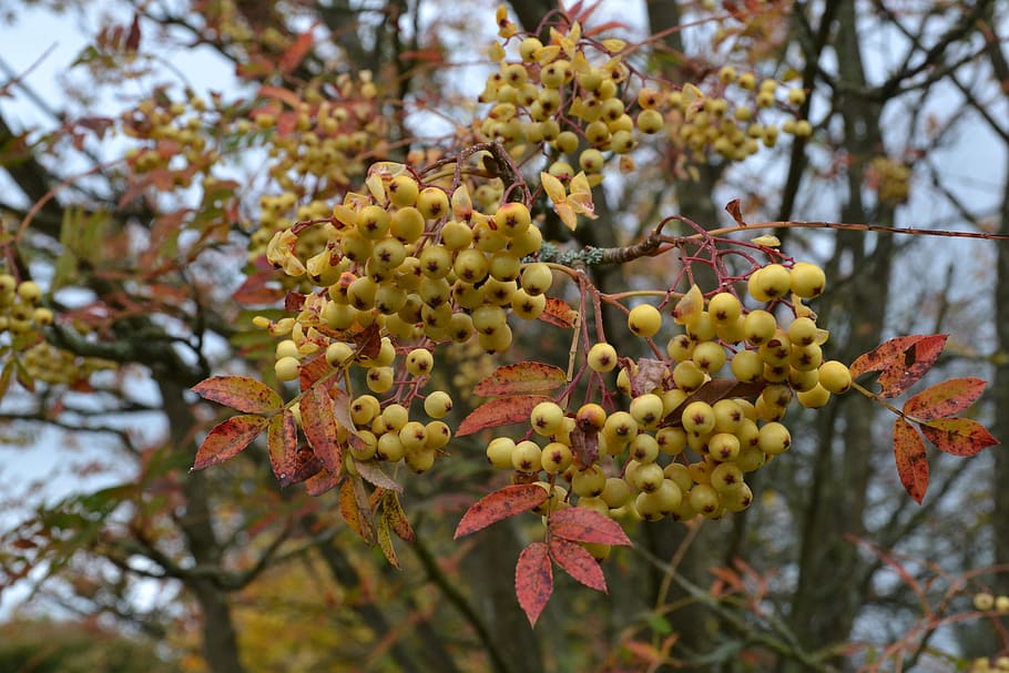 autumn, fall, berries, colour, yellow, leaves, plant, growth HD wallpaper