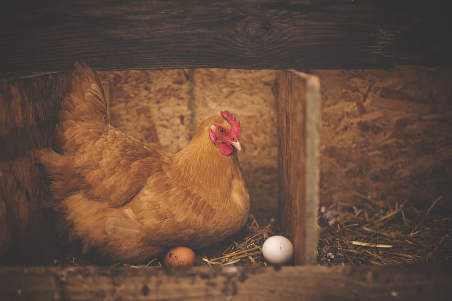 Brown Hen Near White Egg on Nest, animal, barn, chicken, eggs