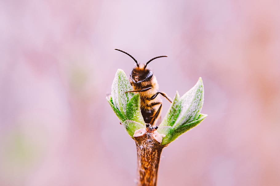 Macro Photo Of Bee, bug, close-up, honey bee, insect, little HD wallpaper