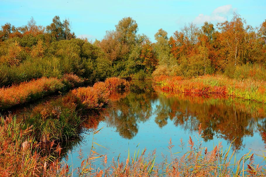 pond, banks, vegetation, tree, reflection, landscape, nature HD wallpaper