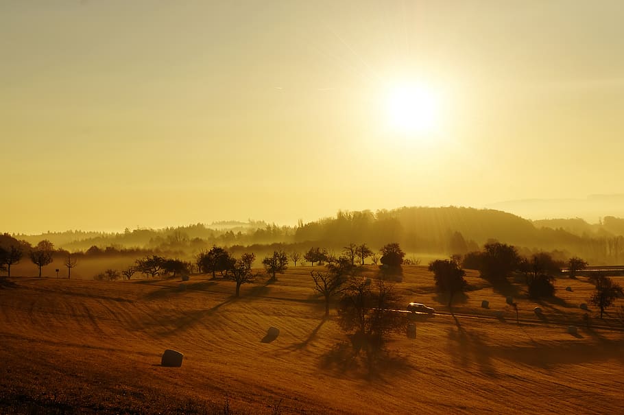 Brown Land and Green Trees, dawn, fields, foggy, misty, sky, sun HD wallpaper