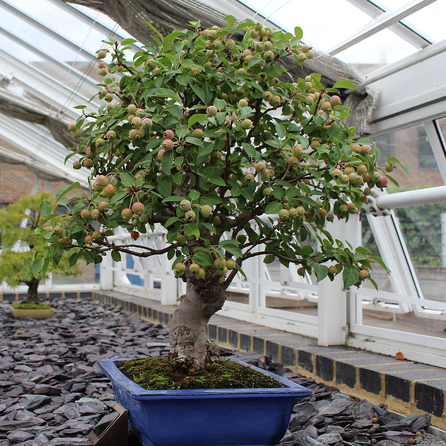 bonsai, garden, japan, small, japanese, plant, growth, potted plant, HD wallpaper