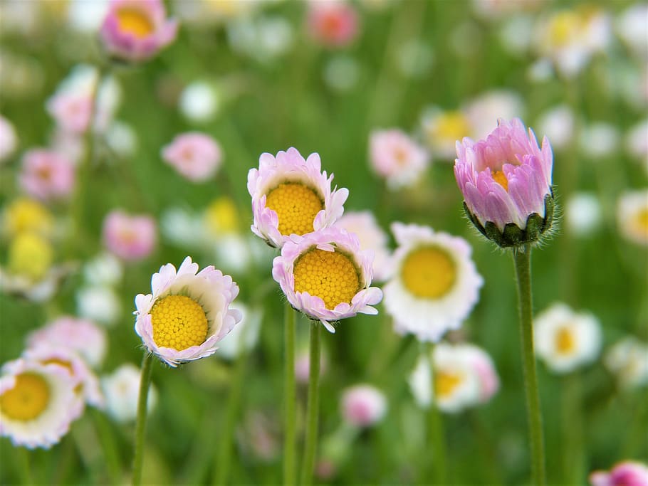 White Common Daisy, bloom, blooming, blossom, blur, close-up HD wallpaper