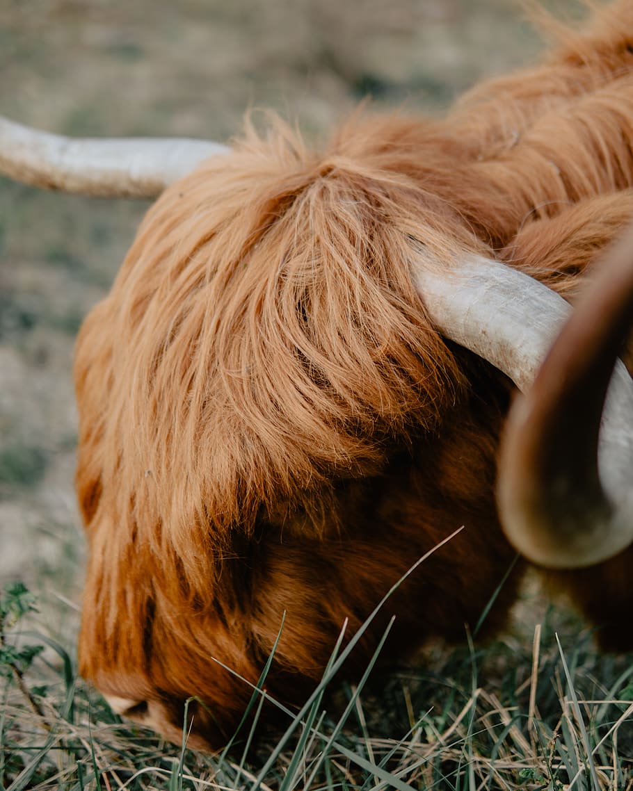 brown goat, animal, bull, mammal, cattle, longhorn, the hague HD wallpaper