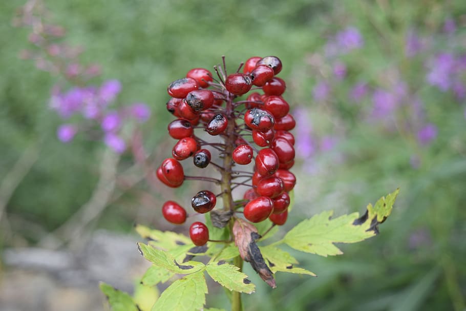 exappiah, flowers, leaf, food, food and drink, fruit, healthy eating HD wallpaper